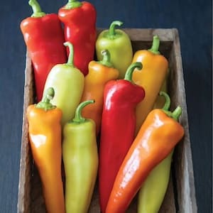 Large Pepper